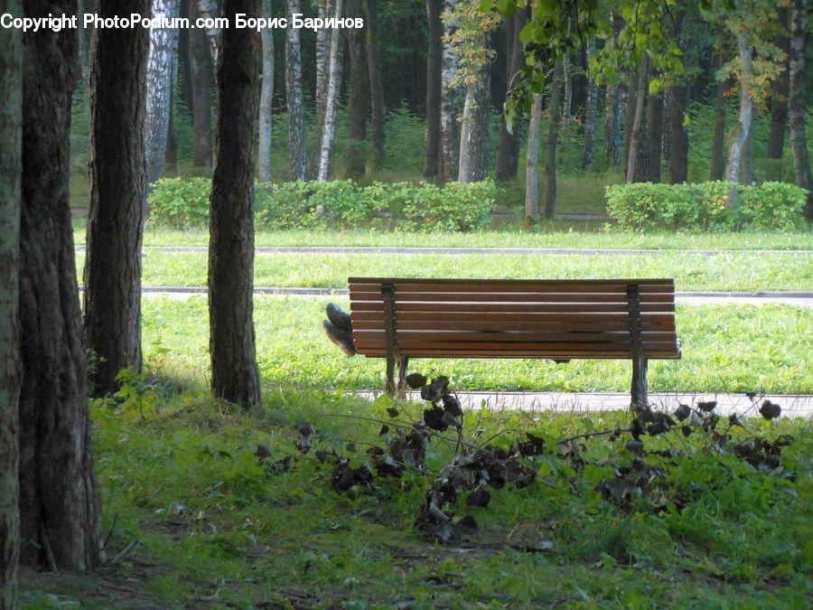 Park Bench, Bench, Oak, Tree, Wood, Plant, Forest