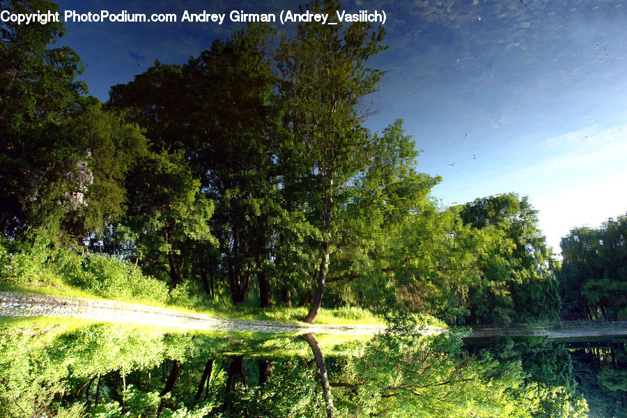 Outdoors, Pond, Water, Plant, Tree, Bush, Vegetation