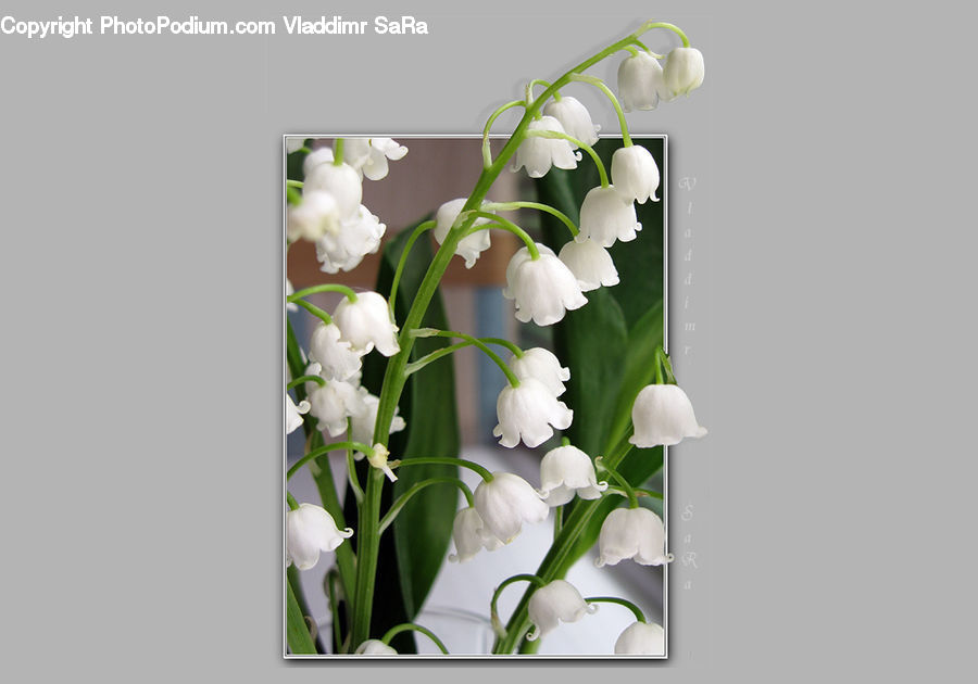 Flora, Flower, Gladiolus, Plant, Floral Design, Blossom, Orchid