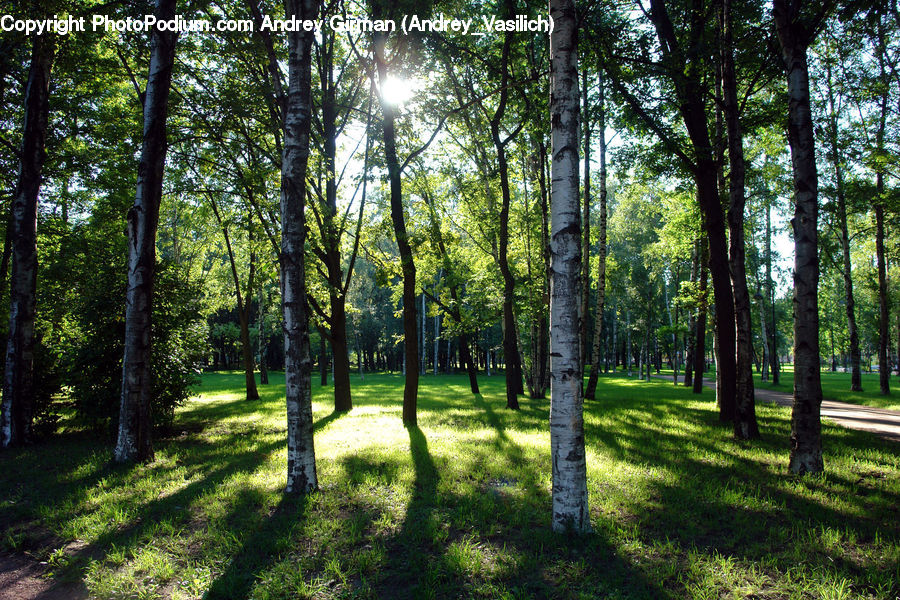 Forest, Vegetation, Grove, Land, Fir, Birch, Tree