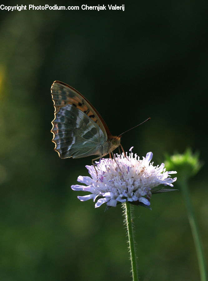 Butterfly, Insect, Invertebrate, Blossom, Flora, Flower, Plant