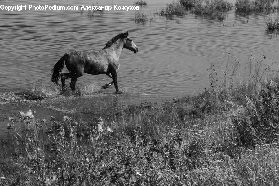 Animal, Horse, Mammal, Stallion, Water, Countryside, Outdoors