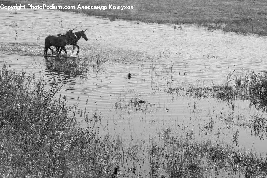 Animal, Horse, Mammal, Land, Marsh, Outdoors, Swamp