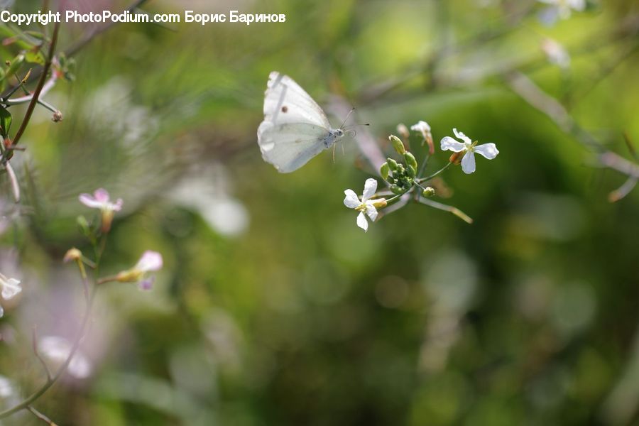 Blossom, Flora, Flower, Plant, Cherry Blossom, Geranium, Lilac