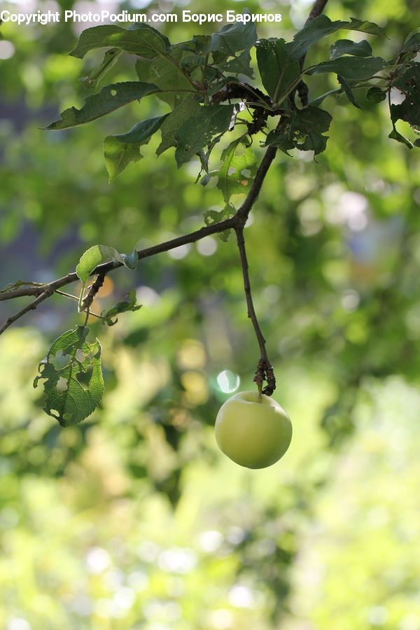 Fruit, Plum, Blossom, Flora, Flower, Plant