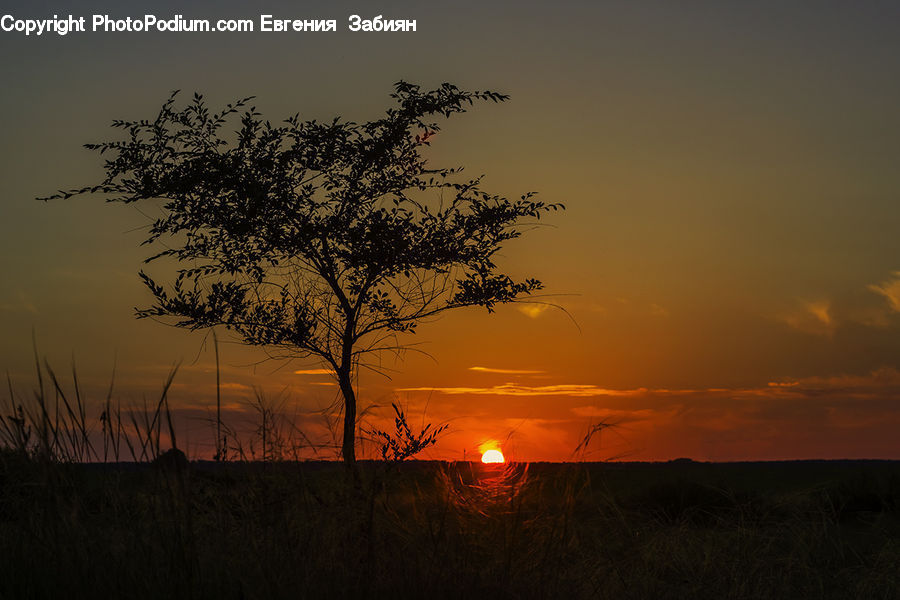 Dawn, Dusk, Red Sky, Sky, Sunrise, Sunset, Plant