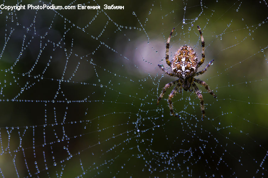 Arachnid, Garden Spider, Insect, Invertebrate, Spider, Spider Web, Field