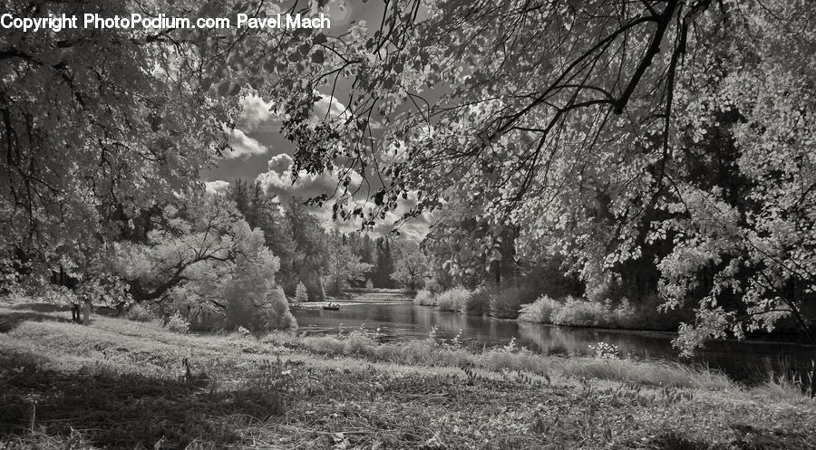 Blossom, Flora, Flower, Plant, Tree, Oak, Wood