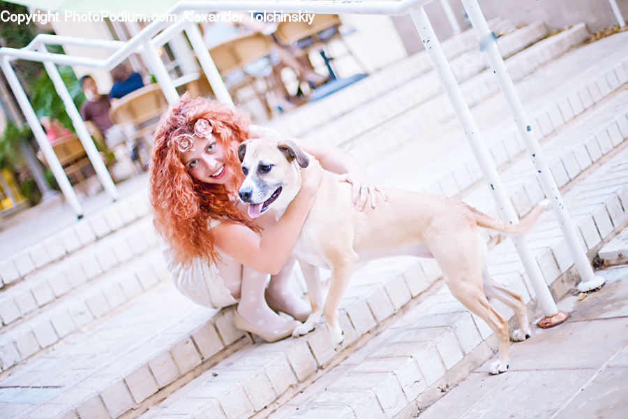 Bowl, Animal, Canine, Dog, Golden Retriever, Mammal, Pet