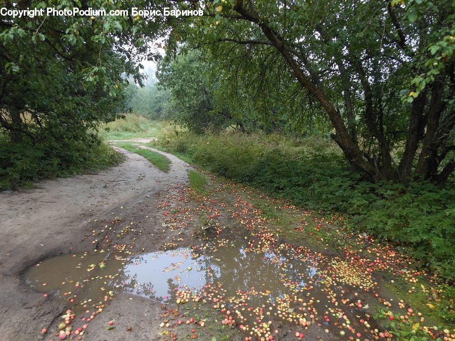 Dirt Road, Gravel, Road, Path, Walkway, Creek, Outdoors