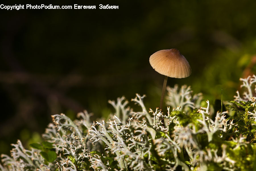 Agaric, Amanita, Fungus, Mushroom, Plant, Field, Grass