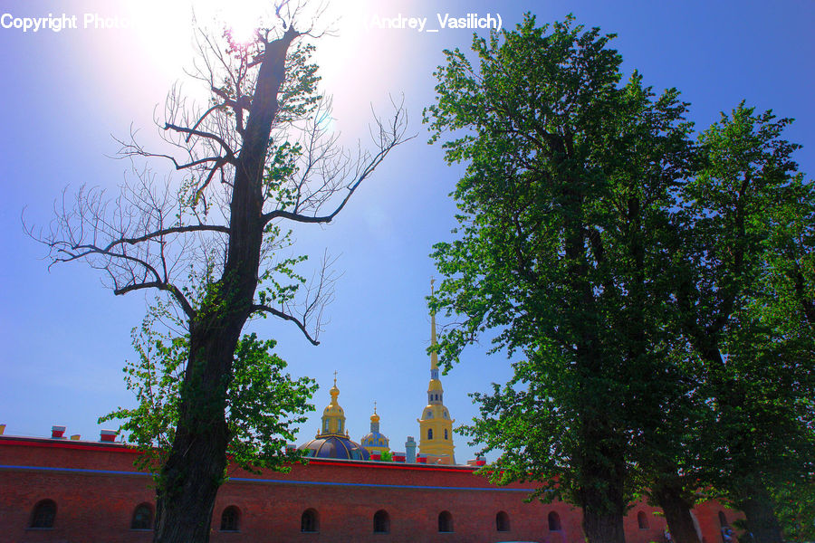 Architecture, Bell Tower, Clock Tower, Tower, Plant, Tree, Conifer
