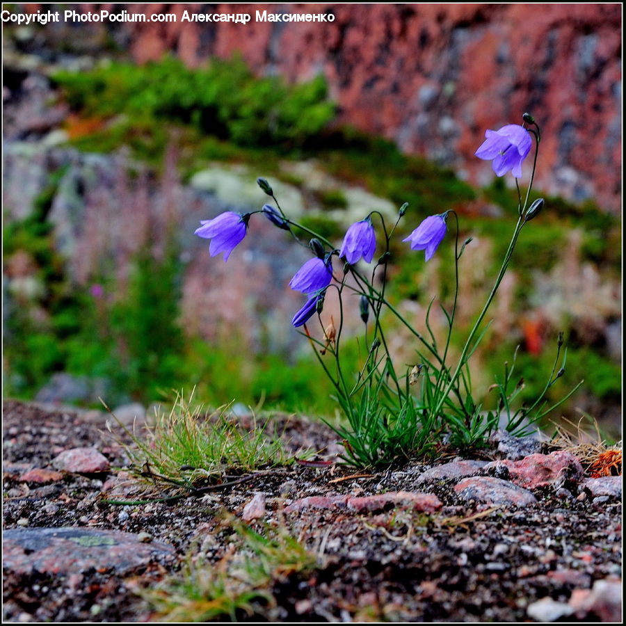 Blossom, Flora, Flower, Plant, Violet, Geranium, Crocus