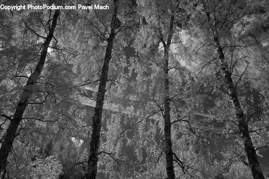 Forest, Vegetation, Plant, Tree, Grove, Land, Asphalt
