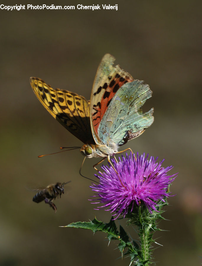 Flora, Flower, Plant, Thistle, Weed, Butterfly, Insect