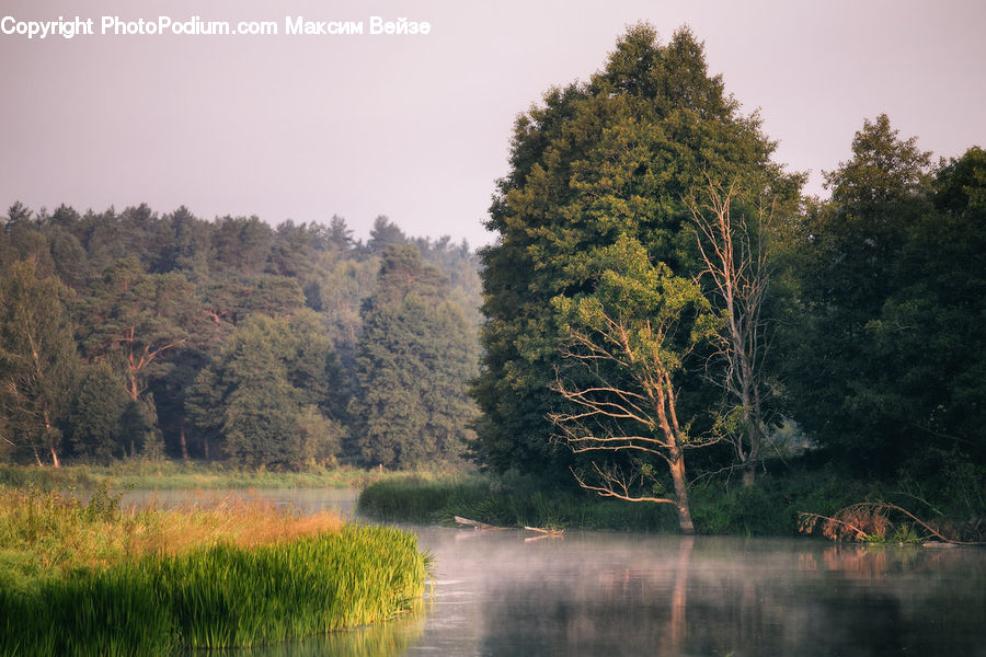 Conifer, Fir, Plant, Tree, Forest, Grove, Land