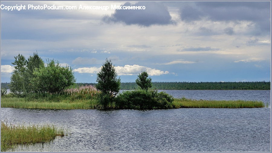 Cloud, Cumulus, Sky, Bush, Plant, Vegetation, Landscape