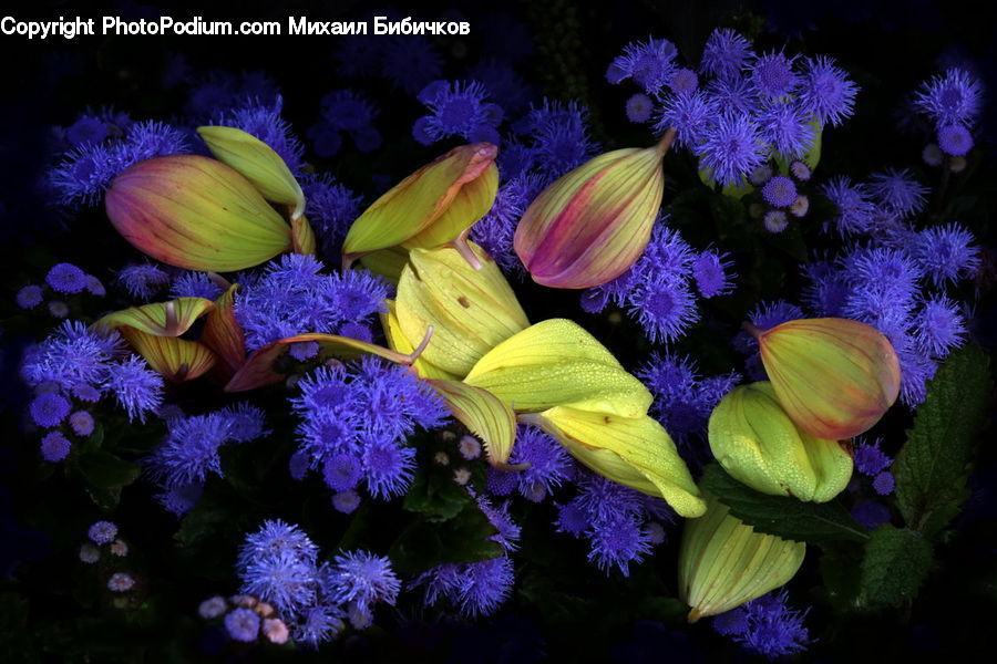 Plant, Potted Plant, Invertebrate, Sea Anemone, Sea Life, Flower, Flower Arrangement