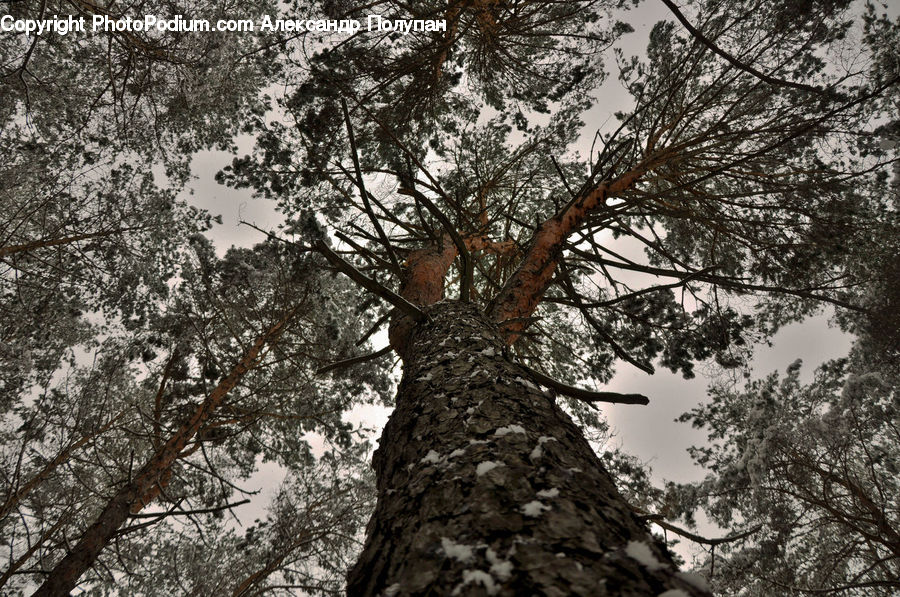 Plant, Tree, Conifer, Fir, Oak, Wood, Forest