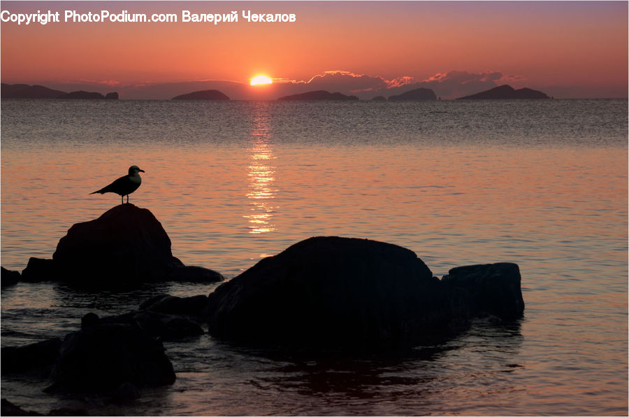 Bird, Cormorant, Waterfowl, Silhouette, Leisure Activities, Ocean, Outdoors