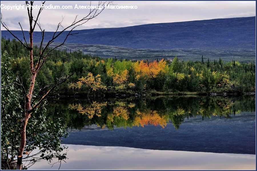 Plant, Potted Plant, Tree, Conifer, Fir, Lake, Outdoors