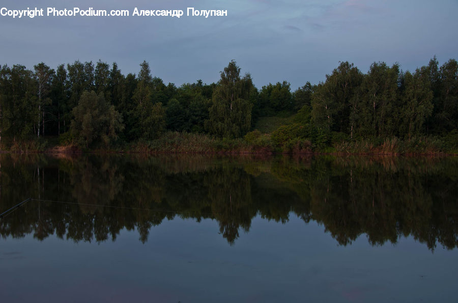 Outdoors, Pond, Water, Lake, Conifer, Fir, Plant