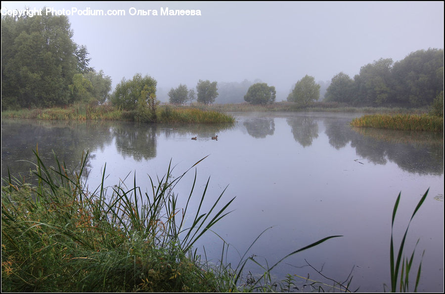 Outdoors, Pond, Water, Grass, Plant, Reed, Land