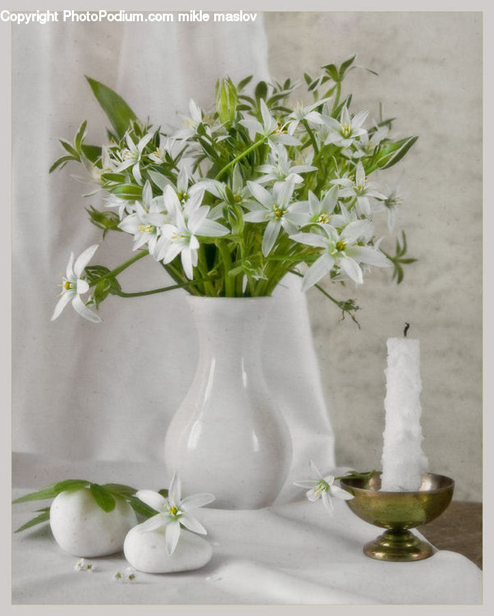 Jar, Porcelain, Vase, Plant, Potted Plant, Herbs, Mint