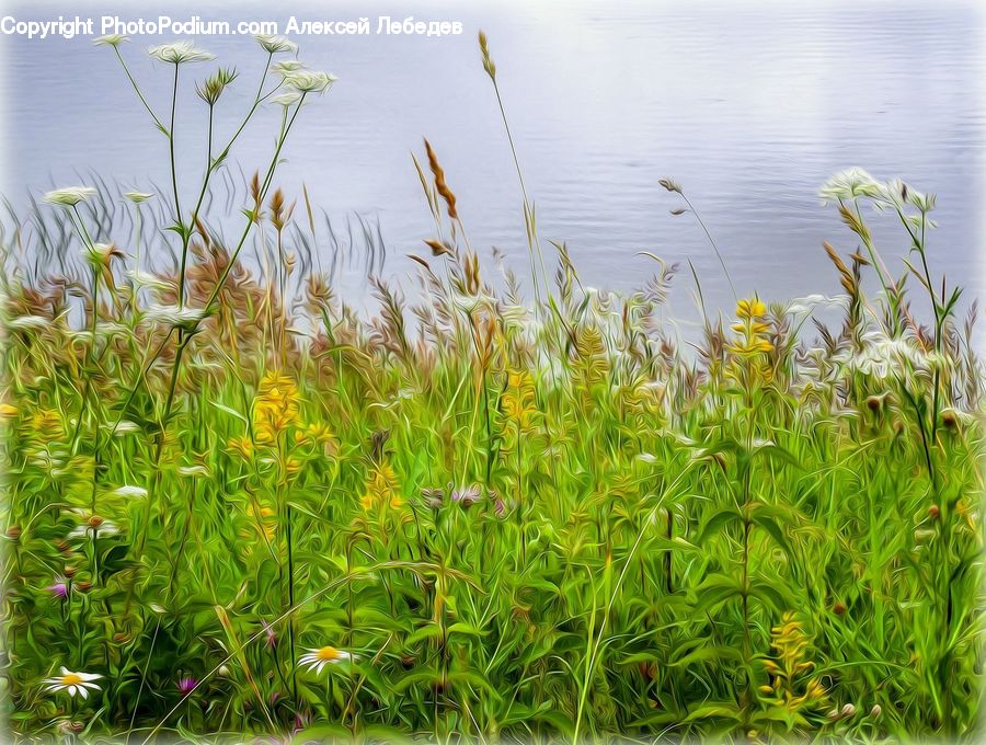 Field, Grass, Grassland, Plant, Apiaceae, Blossom, Flora