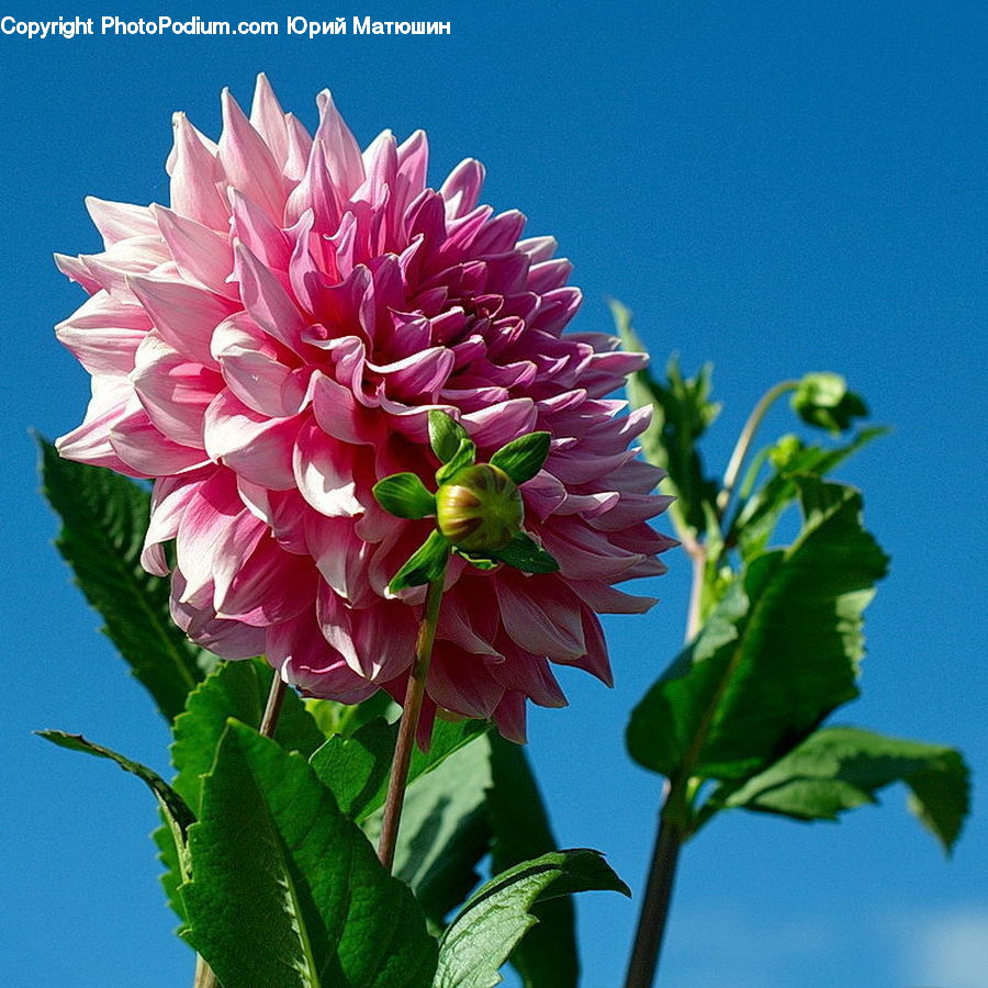 Blossom, Dahlia, Flora, Flower, Plant, Potted Plant, Flower Arrangement