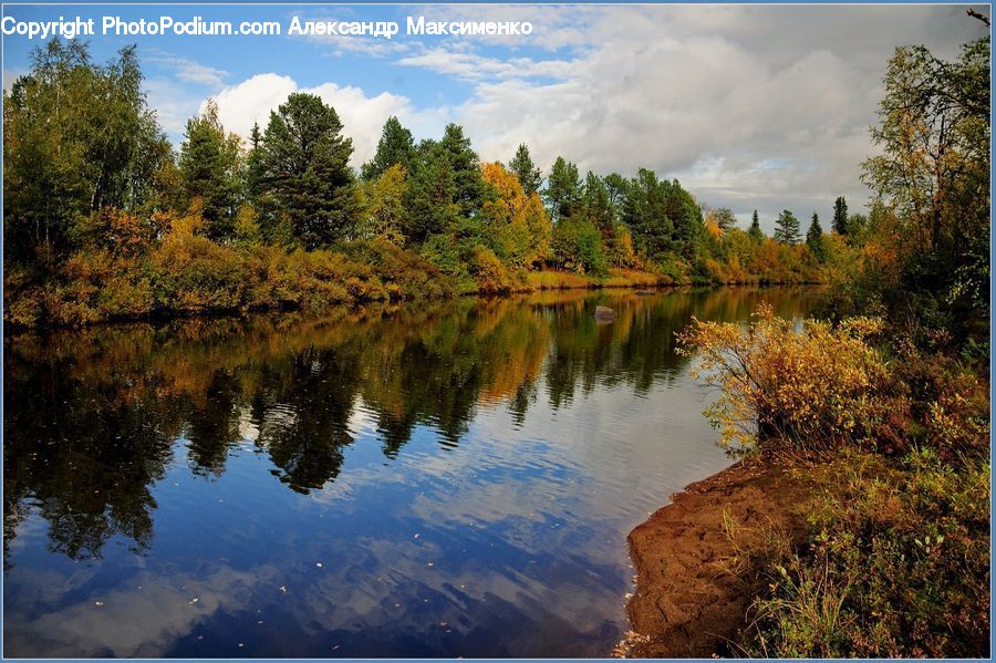 Conifer, Fir, Pine, Plant, Spruce, Tree, Lake