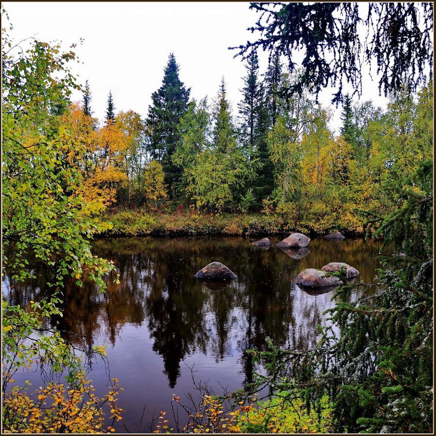 Outdoors, Pond, Water, Forest, Jungle, Rainforest, Vegetation