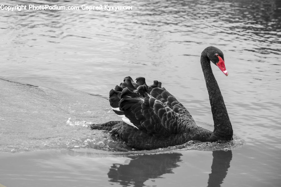 Bird, Waterfowl, Outdoors, Ripple, Water, Beak, Black Swan