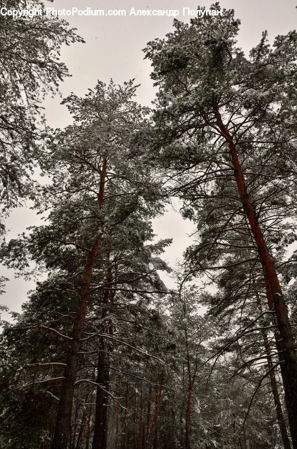 Plant, Tree, Oak, Wood, Conifer, Fir, Forest