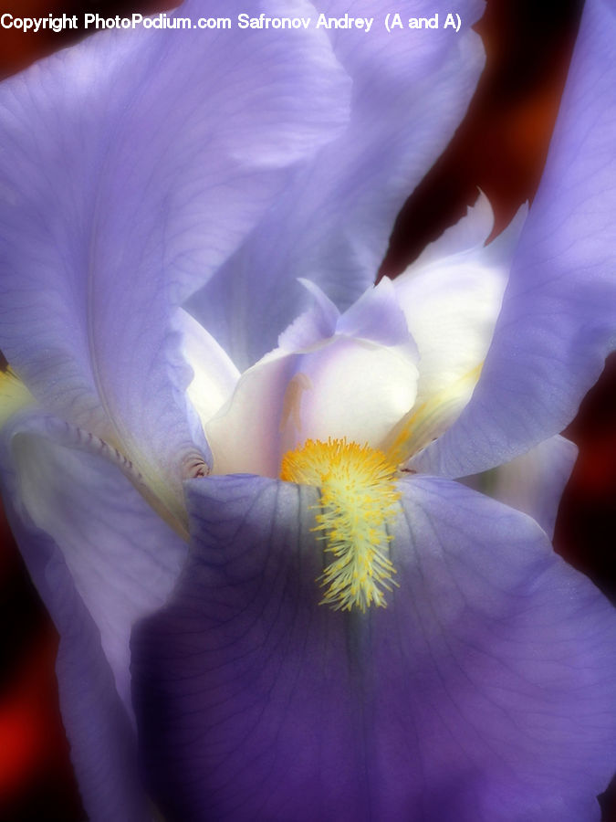 Flora, Flower, Iris, Plant, Blossom, Crocus, Gladiolus