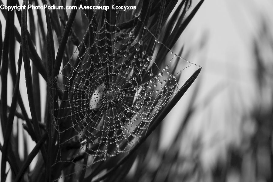 Insect, Spider Web, Arachnid, Argiope, Garden Spider, Spider, Plant