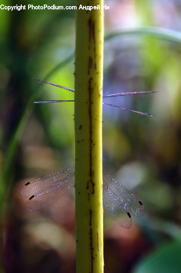 Bamboo, Plant, Wood, Anisoptera, Dragonfly, Insect, Invertebrate