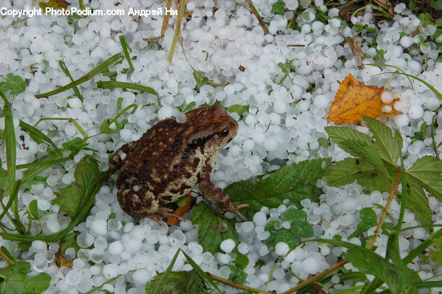 Amphibian, Frog, Wildlife, Arachnid, Garden Spider, Insect, Invertebrate