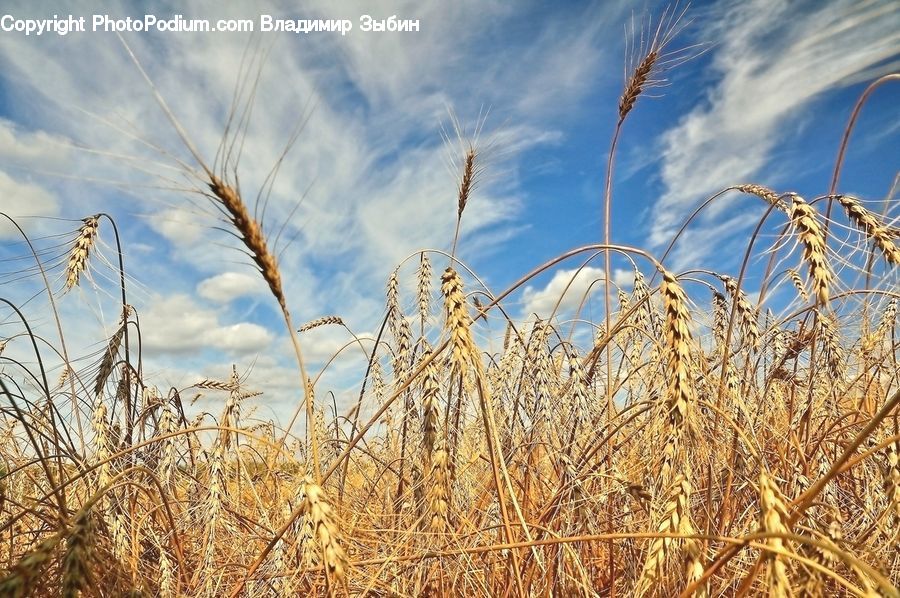 Grain, Grass, Plant, Wheat, Field, Grassland, Reed