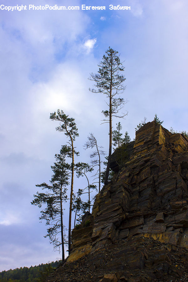 Conifer, Larch, Tree, Wood, Cave, Cliff, Outdoors