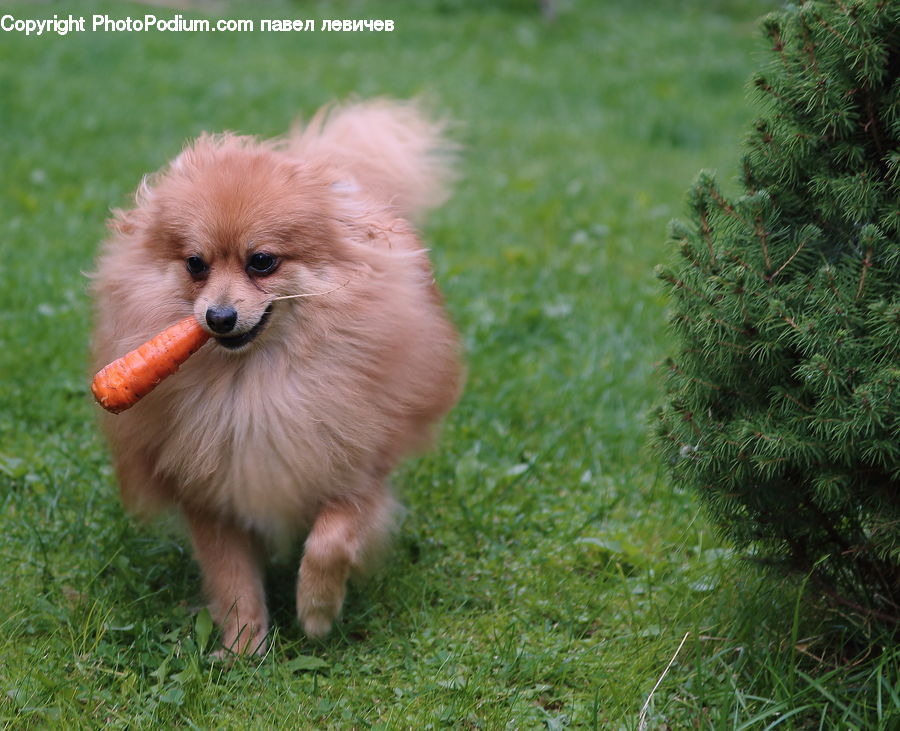 Conifer, Fir, Plant, Tree, Animal, Pet, Canine