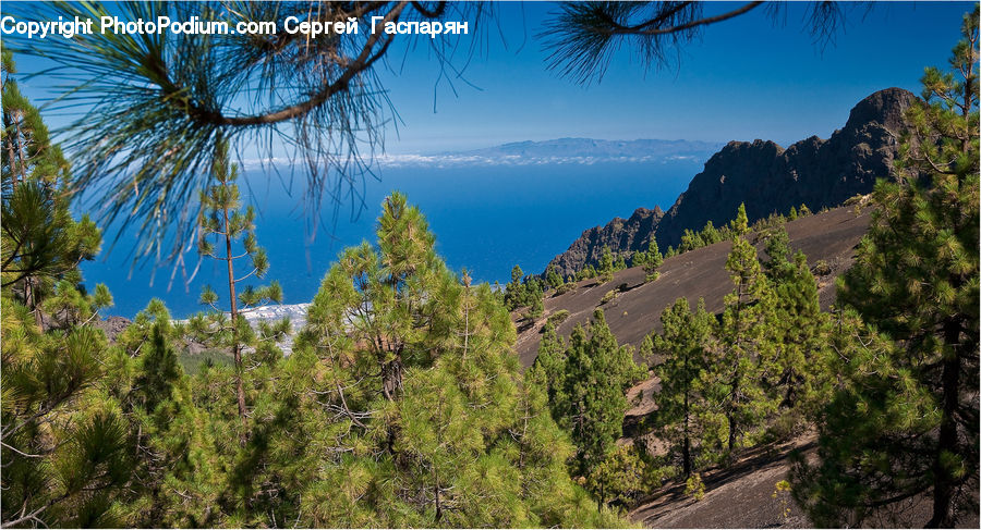 Conifer, Fir, Plant, Tree, Pine, Spruce, Wood