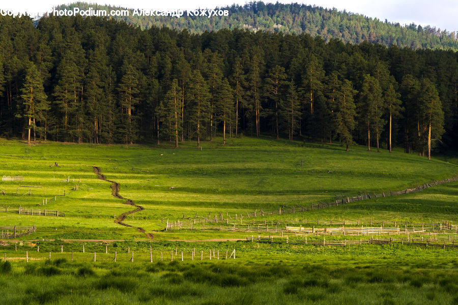 Conifer, Fir, Plant, Tree, Field, Grass, Grassland