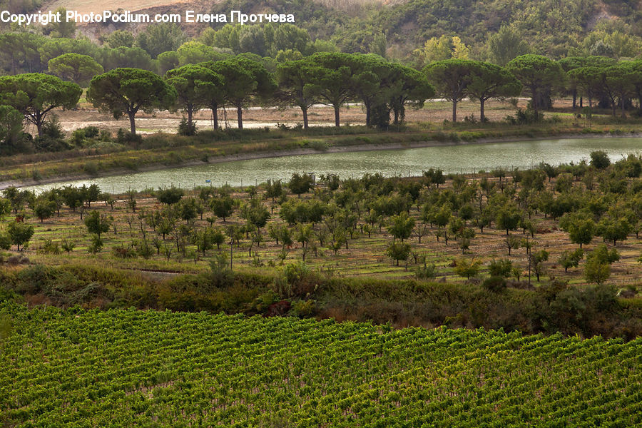Countryside, Farm, Field, Vineyard, Plant, Vegetation, Tree