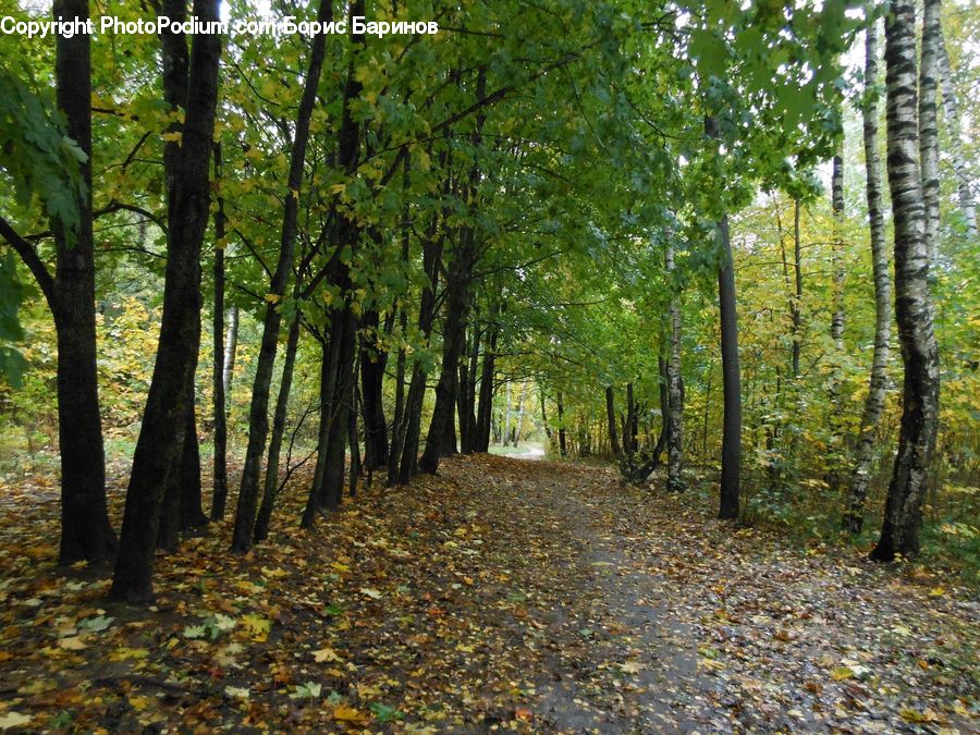 Path, Road, Walkway, Forest, Grove, Land, Vegetation