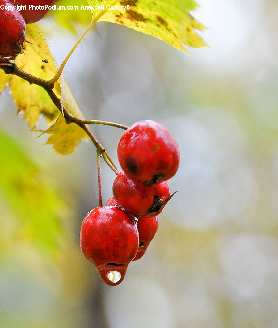 Cherry, Fruit, Grapes, Pomegranate, Apple, Blossom, Flora