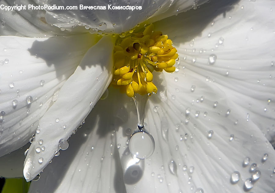 Water, Flower, Lily, Plant, Pond Lily, Droplet, Blossom