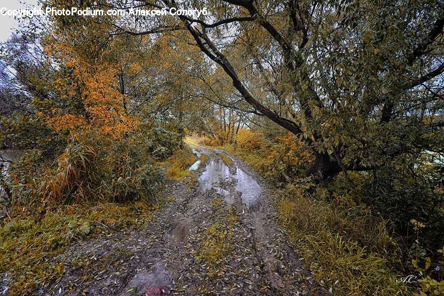 Dirt Road, Gravel, Road, Forest, Grove, Land, Vegetation