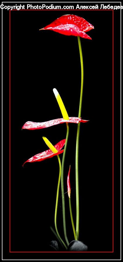 Anthurium, Flower, Plant, Flower Arrangement, Ikebana, Potted Plant, Vase