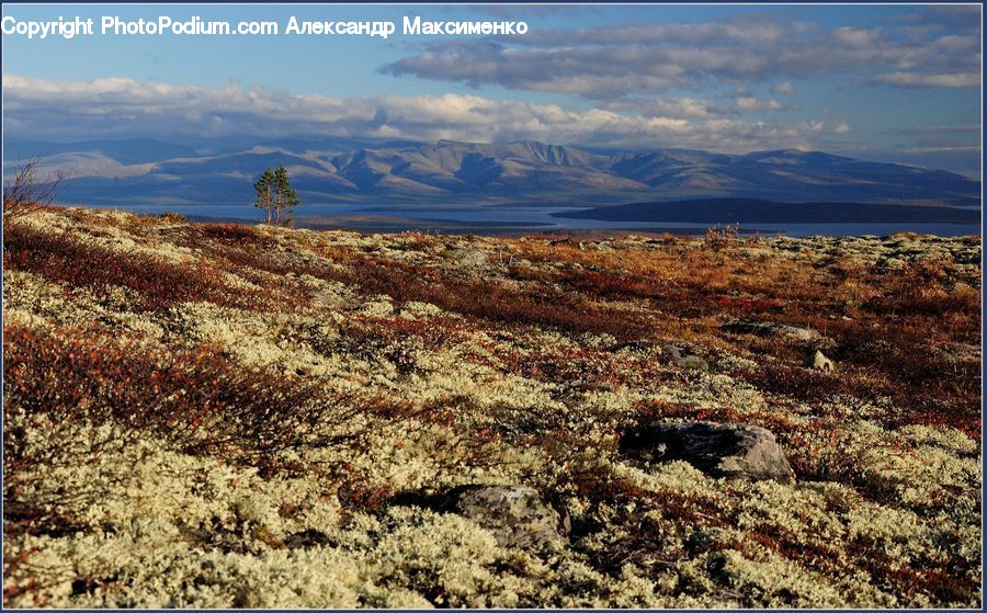 Desert, Outdoors, Field, Grass, Grassland, Land, Soil